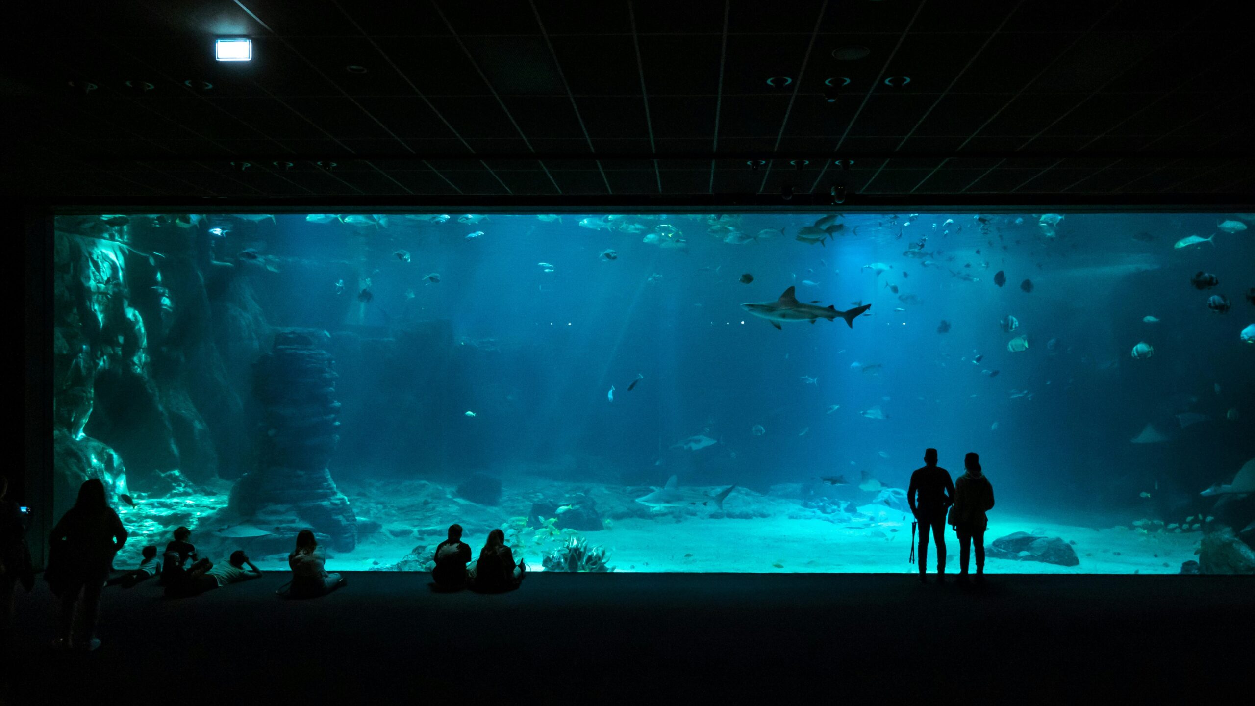 Silhouetted visitors observing shark in a large aquarium with blue lighting.